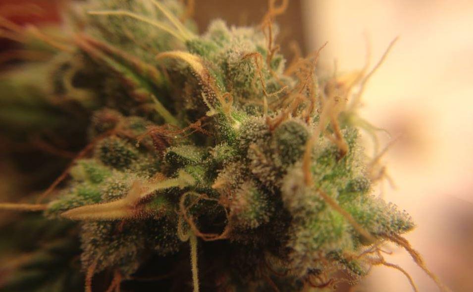 Northern Lights A Classic Cannabis Strain - RQS Blog